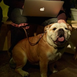 Dog On a Leash by Peter Adams.