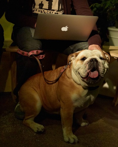 Dog On a Leash by Peter Adams.