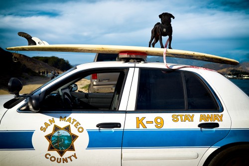 K-9. Stay Away. by Peter Adams.